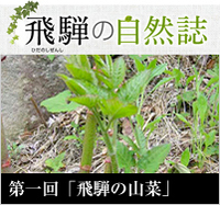 <span>飛騨の自然誌　</span>第一回「飛騨の山菜」