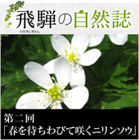 <span>飛騨の自然誌 </span>第二回「春を待ちわびて咲くニリンソウ」