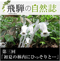 <span>飛騨の自然誌 </span>第三回「初夏の林内にひっそりと・・・」
