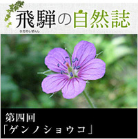 <span>飛騨の自然誌 </span>第四回「ゲンノショウコ」