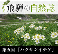<span>飛騨の自然誌 </span>第五回「ハクサンイチゲ」