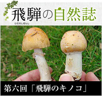 <span>飛騨の自然誌 </span>第六回「飛騨のキノコ」