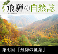 <span>飛騨の自然誌 </span>第七回「飛騨の紅葉」