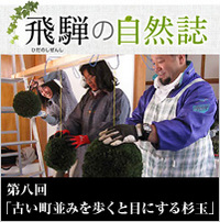 <span>飛騨の自然誌 </span>第八回「古い町並みを歩くと目にする杉玉」