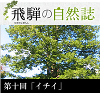 <span>飛騨の自然誌 </span>第十回「イチイ」