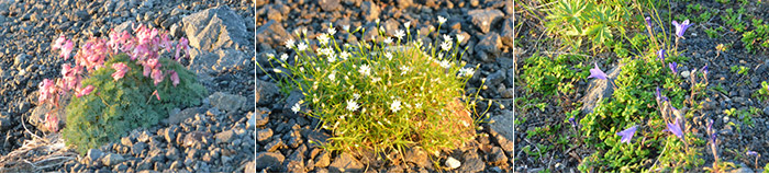 Alpine plants showering the morning sun