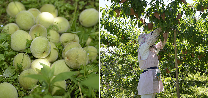 Sorting good fruit only and covering them