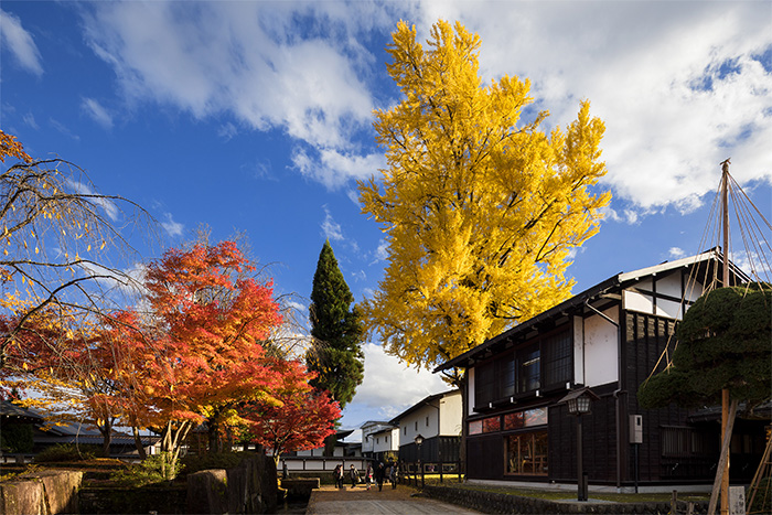 福全寺跡の大イチョウ（飛騨市 古川町）