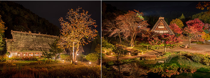 Minkaen with fall leaves lighten-up