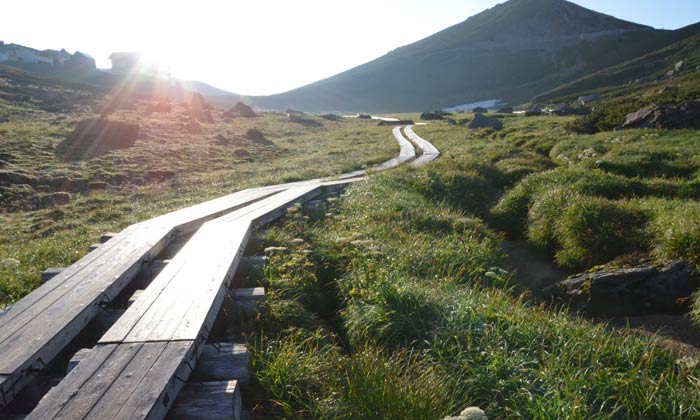 This promenade takes you to the flower field with the sunrise.