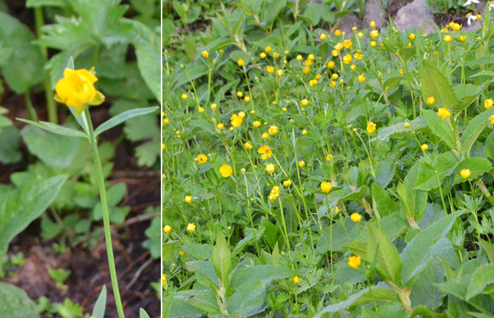 Ranunculus acris var. nipponicus