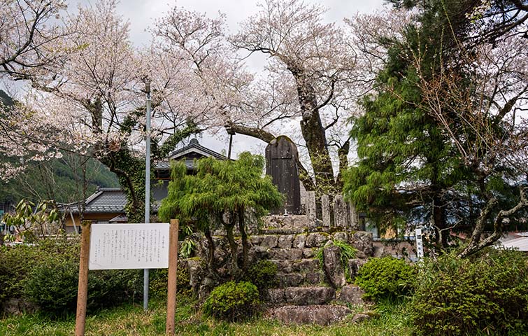 羽根白山の桜