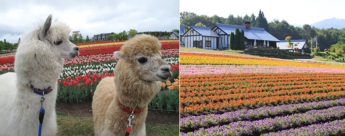 左：優しいまなざしのアルパカちゃん。ほんわかとしたかわいいショーもありますよ。右：季節ごとに違った表情が楽しめる花畑。写真は8月の風景です。