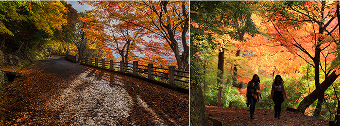 上：赤い中橋・青い空・そして紅葉の城山公園、すばらしいコントラストです。下：遊歩道では「紅葉のトンネル」を散策できます。