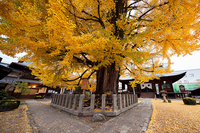 飛騨国分寺の大イチョウ（高山市）