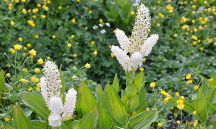 乗鞍岳畳平のお花畑