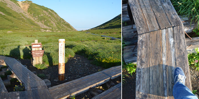 前を向けば広がる青空とお花畑、足元を見れば遊歩道の間から覗く高山植物♪