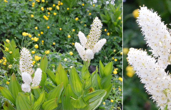 かわいい花には毒がある！？よくよく見たら小さいお花が梅のような「コバイケイソウ」