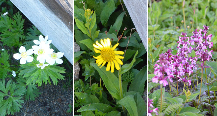 遊歩道から覗くお花たち（上：ミヤマゼンゴ／下：左・ハクサンイチゲ、中央・ウサギギク、右・ヨツバシオガマ）