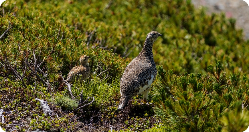 人の近くに寄ってくるイワヒバリ