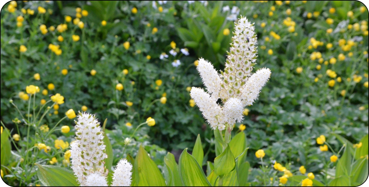 乗鞍岳畳平のお花畑
