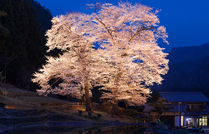 苗代桜（下呂市和佐）