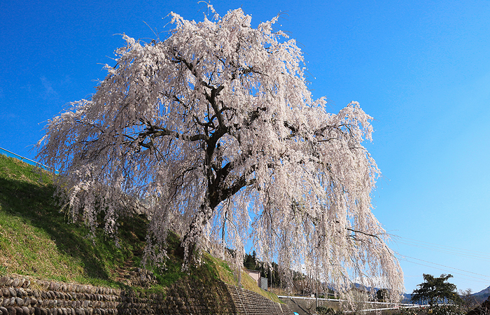 No 3. Iwataro Shidare-zakura (Gero city, Hagiwara cho, Shimi)