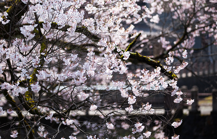 No 1. Along the Enako-river (Takayama city)