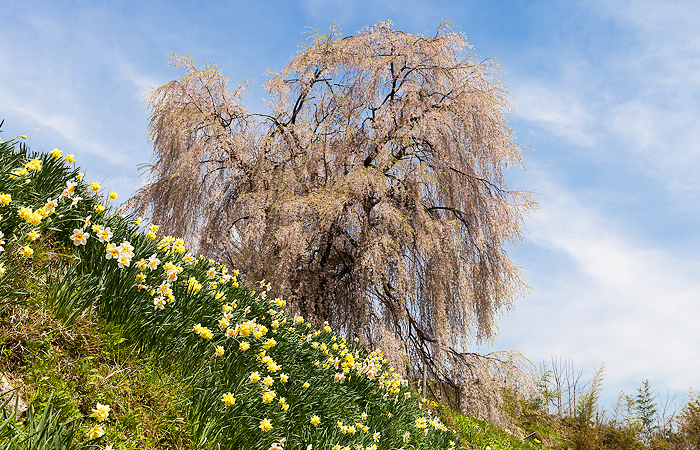 北山枝垂桜（高山市北山）