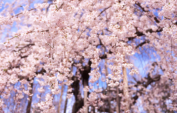 桜ヶ丘八幡神社（高山市山口町）