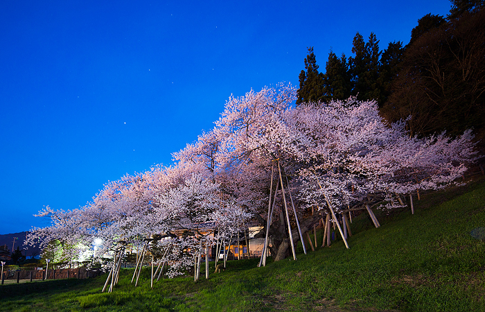 臥龍桜（高山市一之宮町）