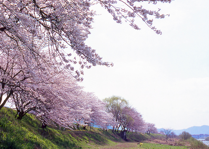 杉崎 宮川沿い（飛騨市古川町杉崎）