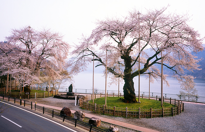 荘川桜（高山市荘川町）