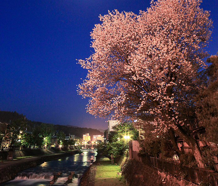 No 12. Sumiyoshi Yama-zakura (Takayama city, Honmachi)