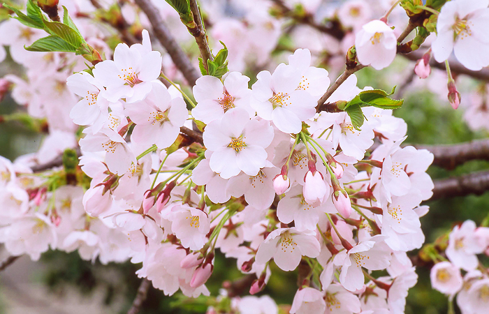 Cherry Blossoms in Hida