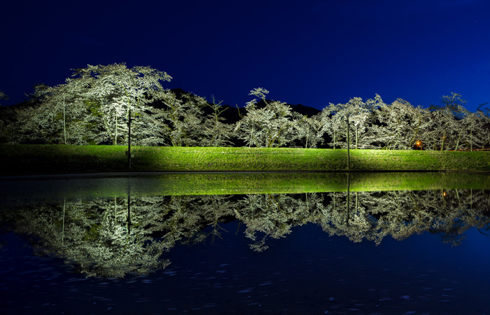 No 9. Gosho-zakura in Sugisaki (Hida city, Furukawa cho)