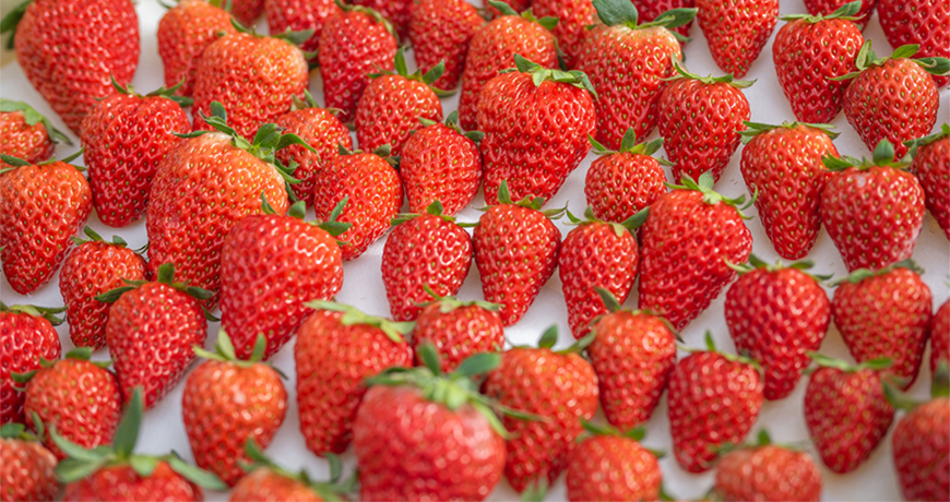 パティシエ宅野が惚れ込んだ「苺」