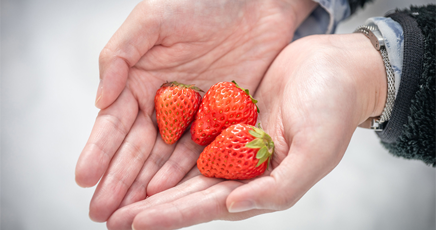 TOUGE FARM（峠ファーム）の苺「紅ほっぺ」