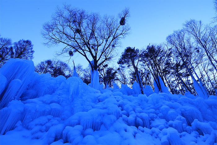 Illuminated forest daytime and night