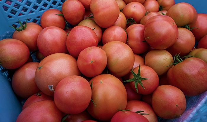 農園仕込みの有機トマトソース｜あけてびっくり！地元情報！飛騨のたばる箱