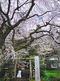 飛騨高山発・桜めぐりドライブへでかけよう【スポット6選】in飛騨萩原