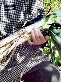 冬のご当地食材「赤保木ねぎ」