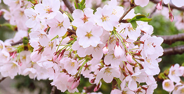 飛騨の桜