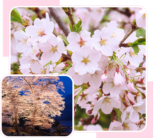 飛騨の桜