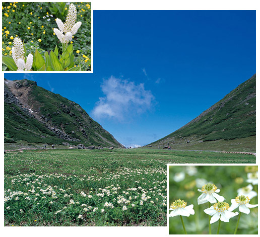 乗鞍岳畳平のお花畑